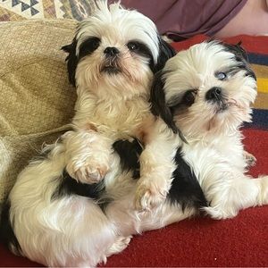 Meet your Posher, Rosebud